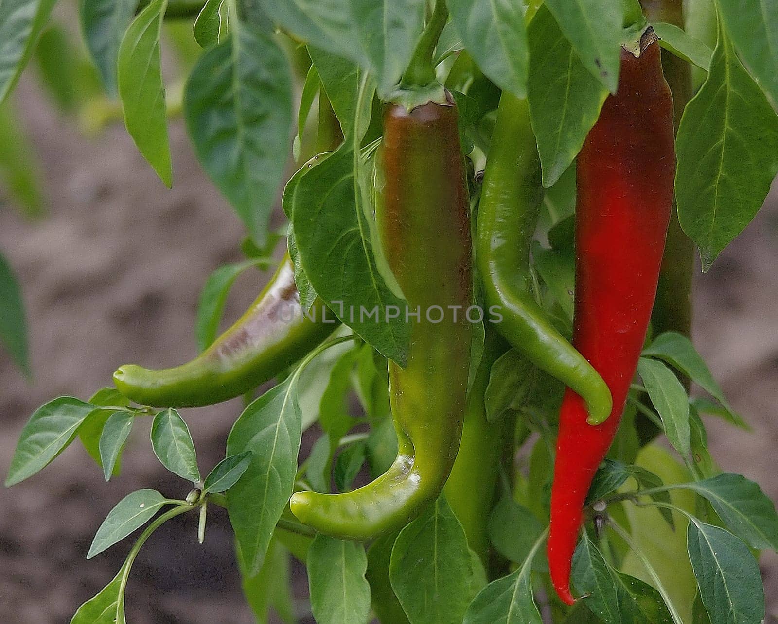 Chilli