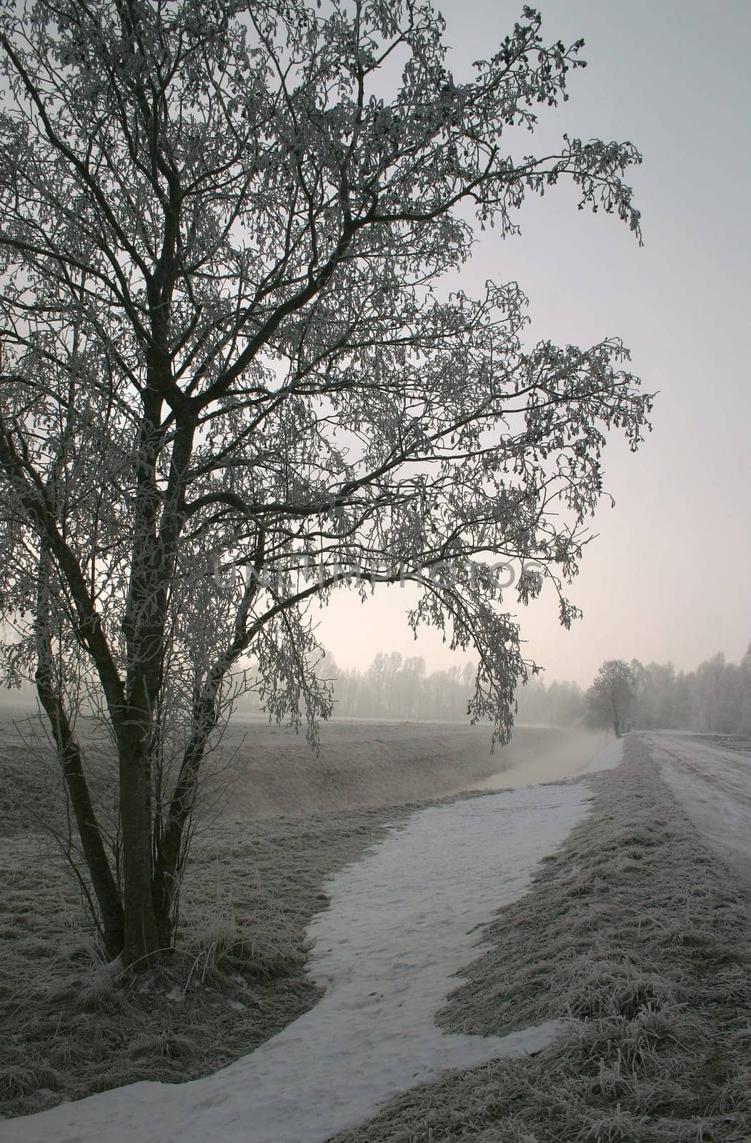 Romantic morning frost