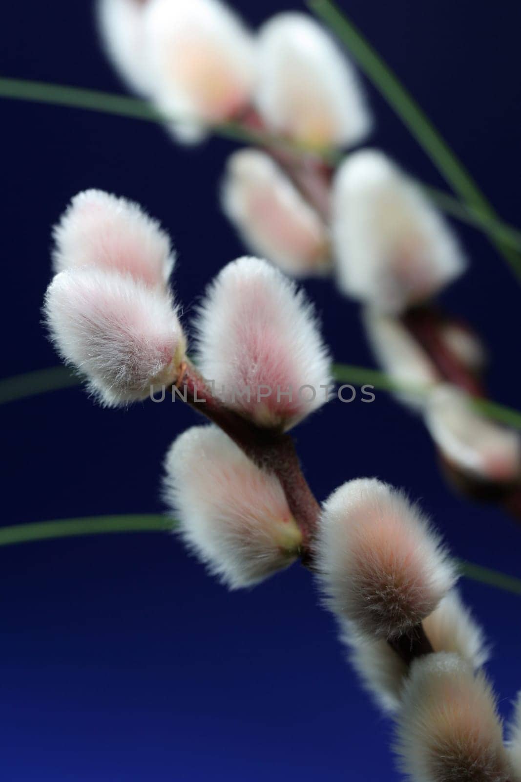 willow-blue