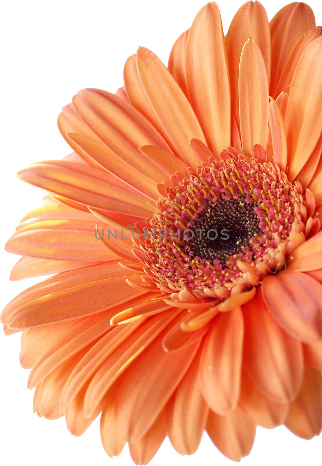 Gerbera