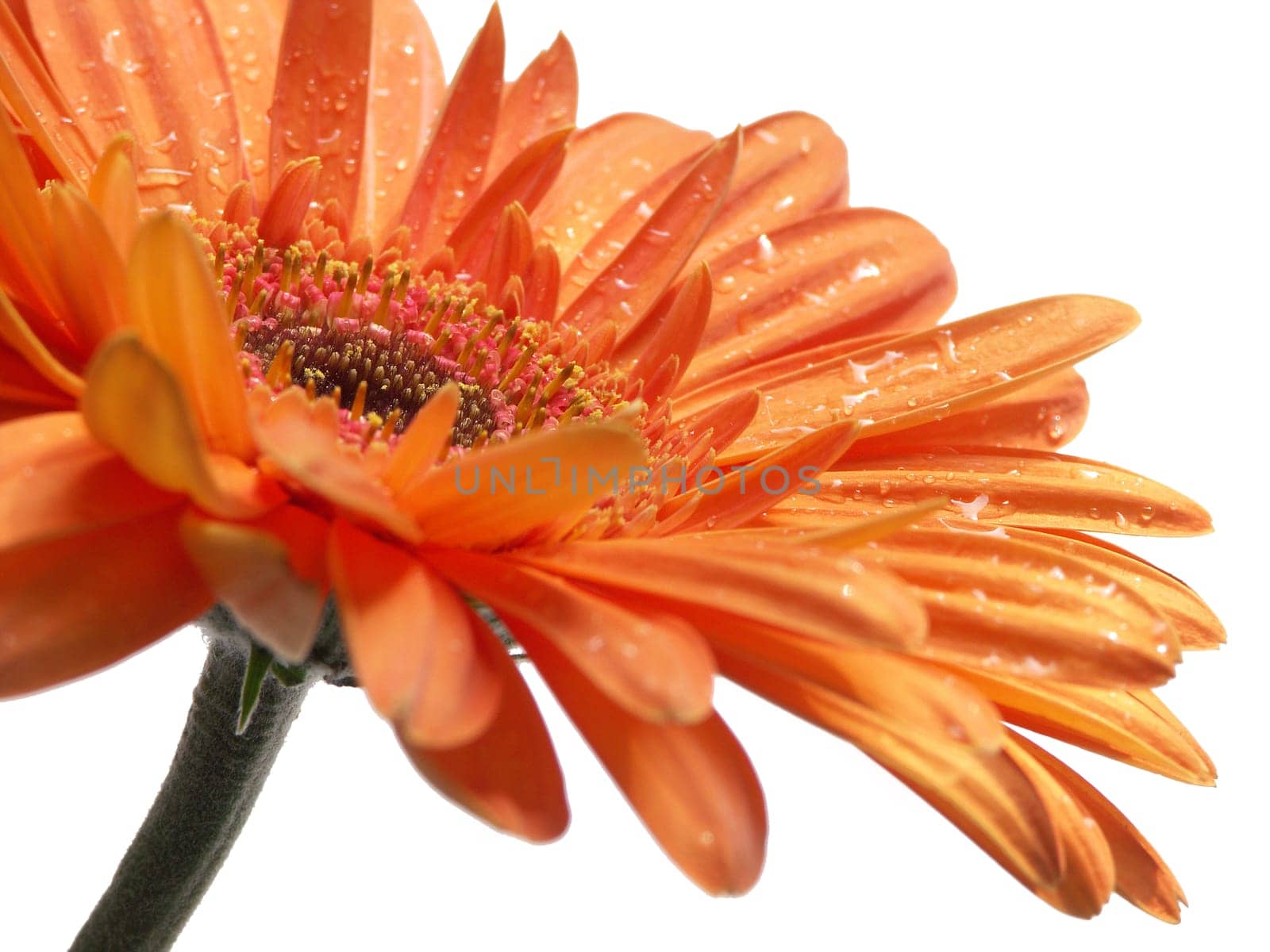 Gerbera (2)