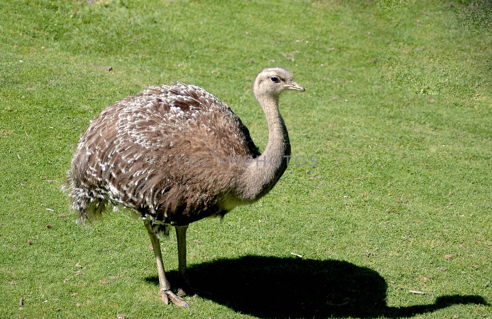 Young bird ostrich