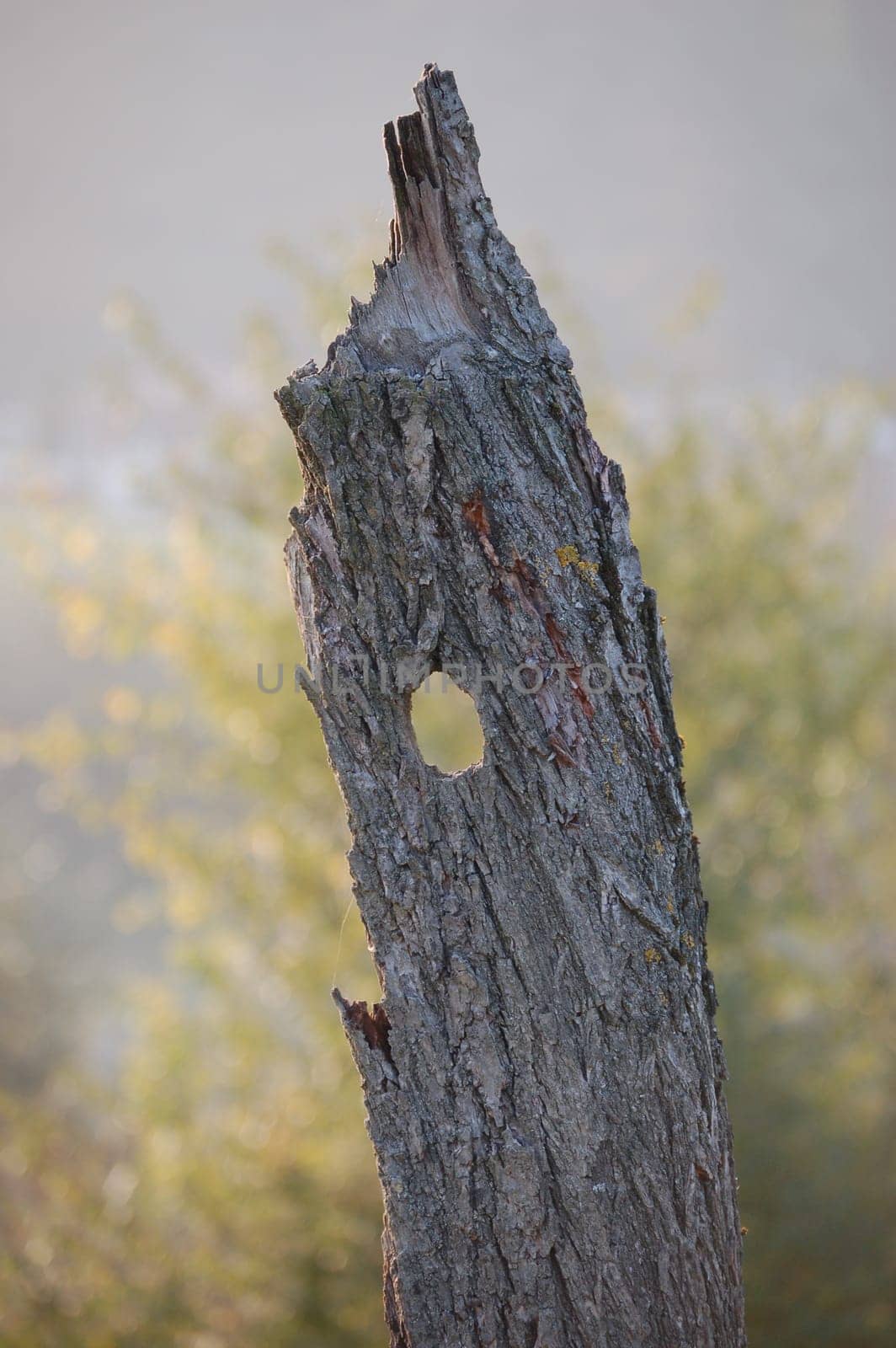 Dead tree with a knothole in Hagneck an der Aare