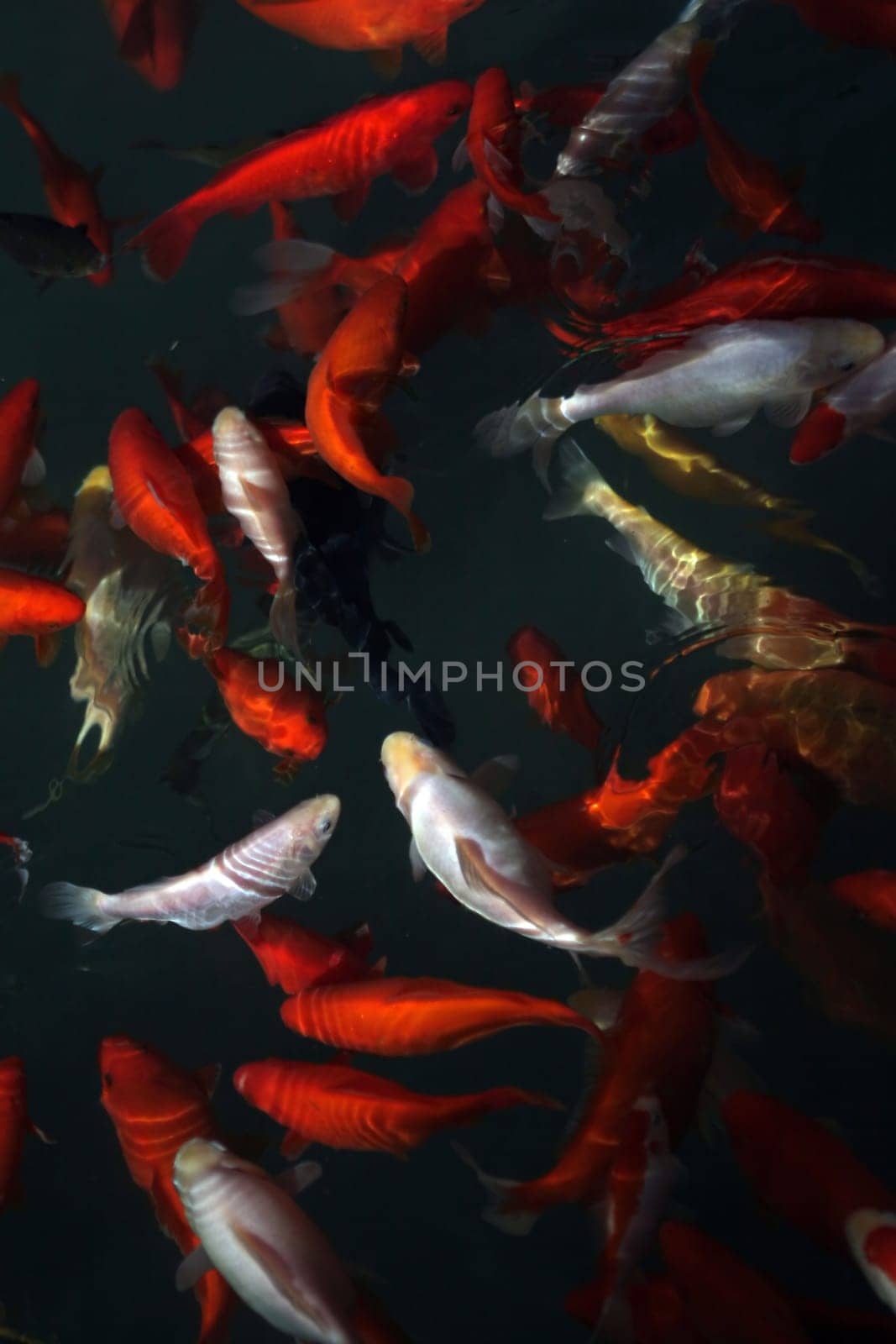 Goldfish