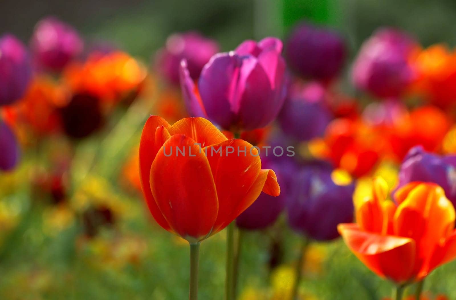 Sea of Tulips