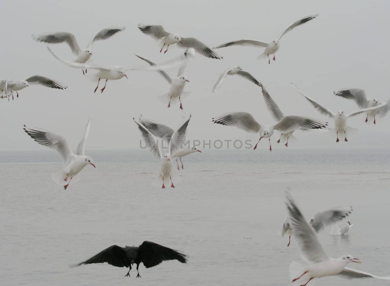 The Birds