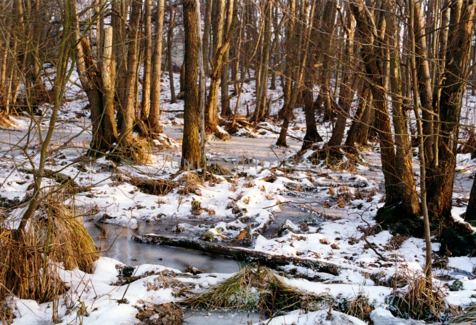 Winter forest