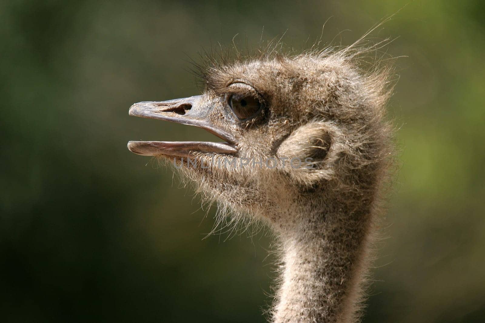 ... Did you know? I was also very amazed when I saw this picture and realized that ostriches have real "ear washes"" :-)  Nandus,on the other hand,only have ""holes"" at this point. Since then,I have also known the difference"