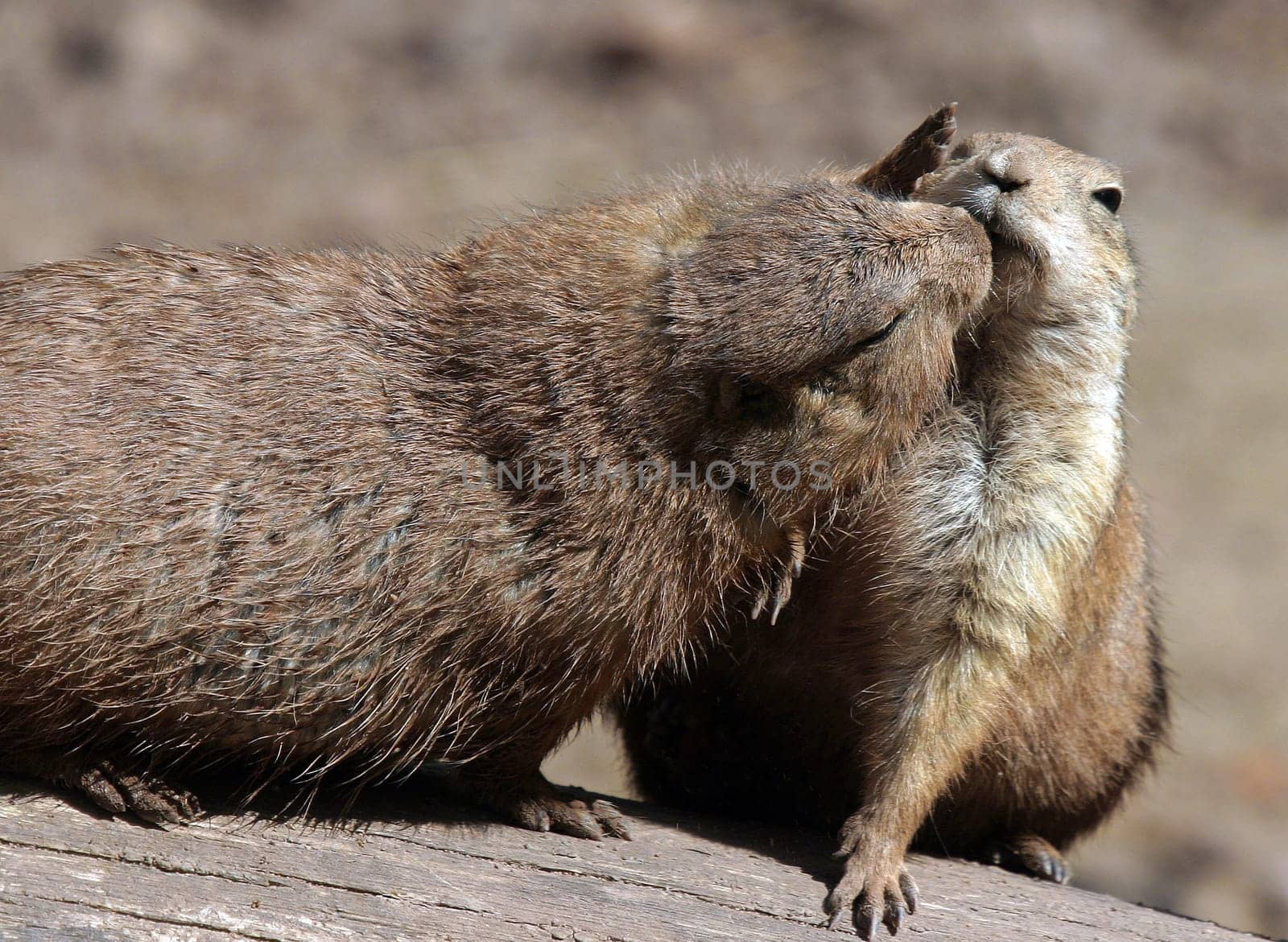 Kiss me