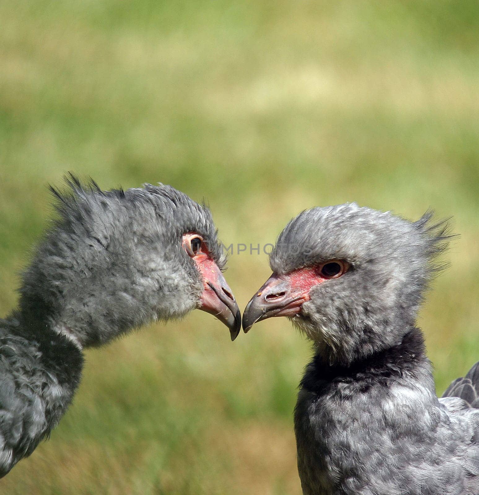 Are there any ornithologists here? Or at least someone who can tell me what kind of birds they are?