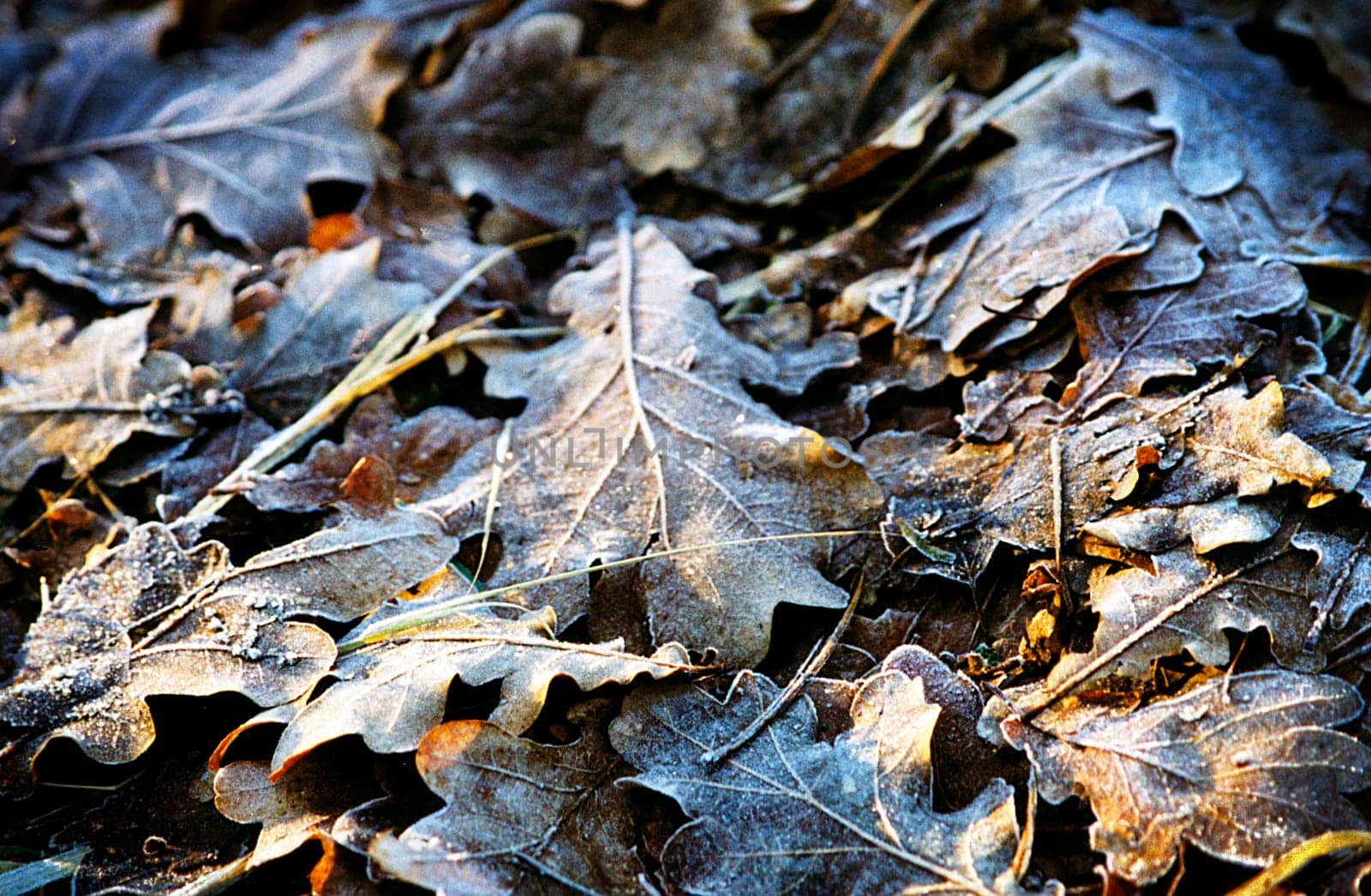 (Fall foliage) or (fall leaves) or (autumn leaves)