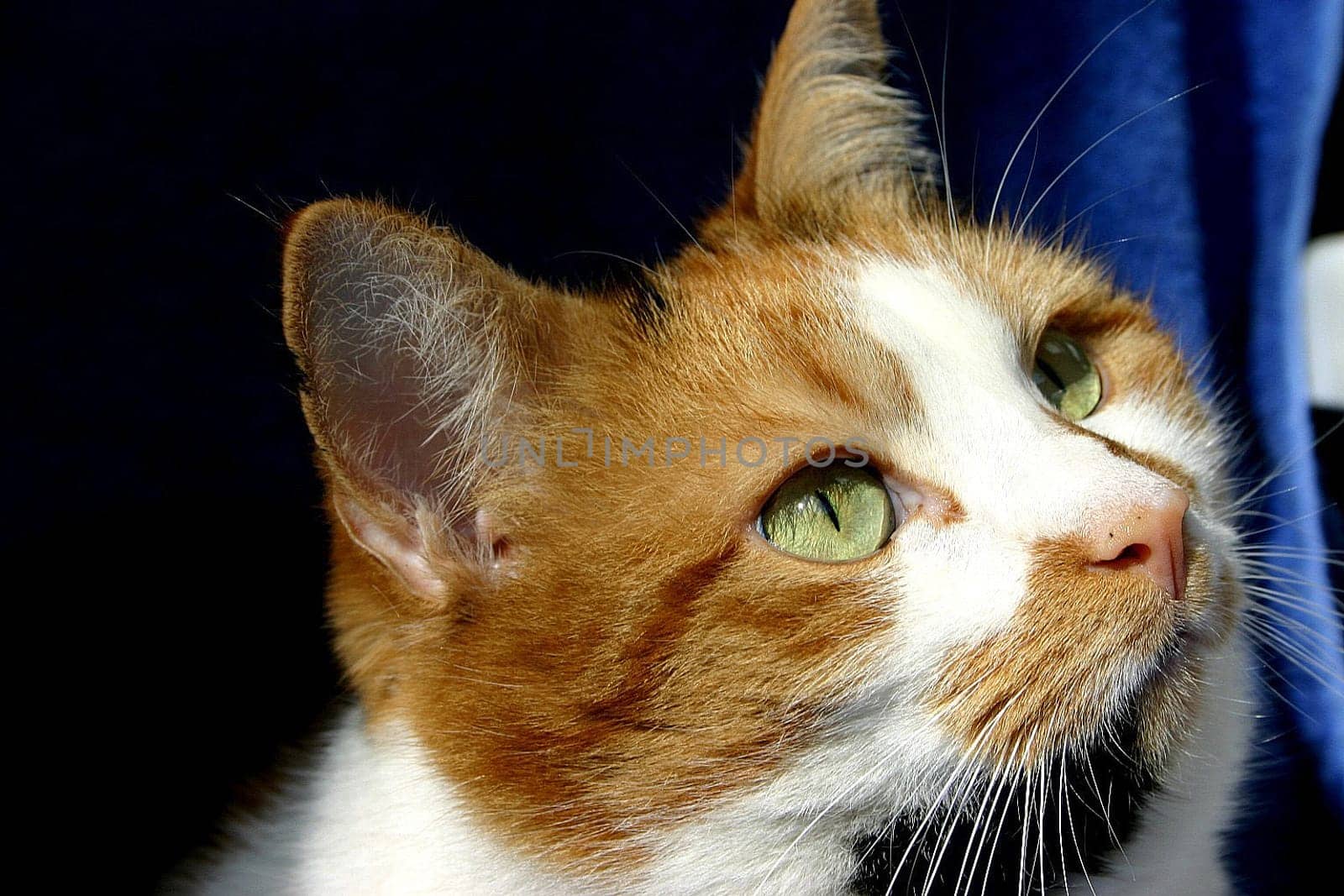 My cat Luzie. (I wanted to crop it at first,but I can't get it so clean because of the whiskers,so I left it that way...)