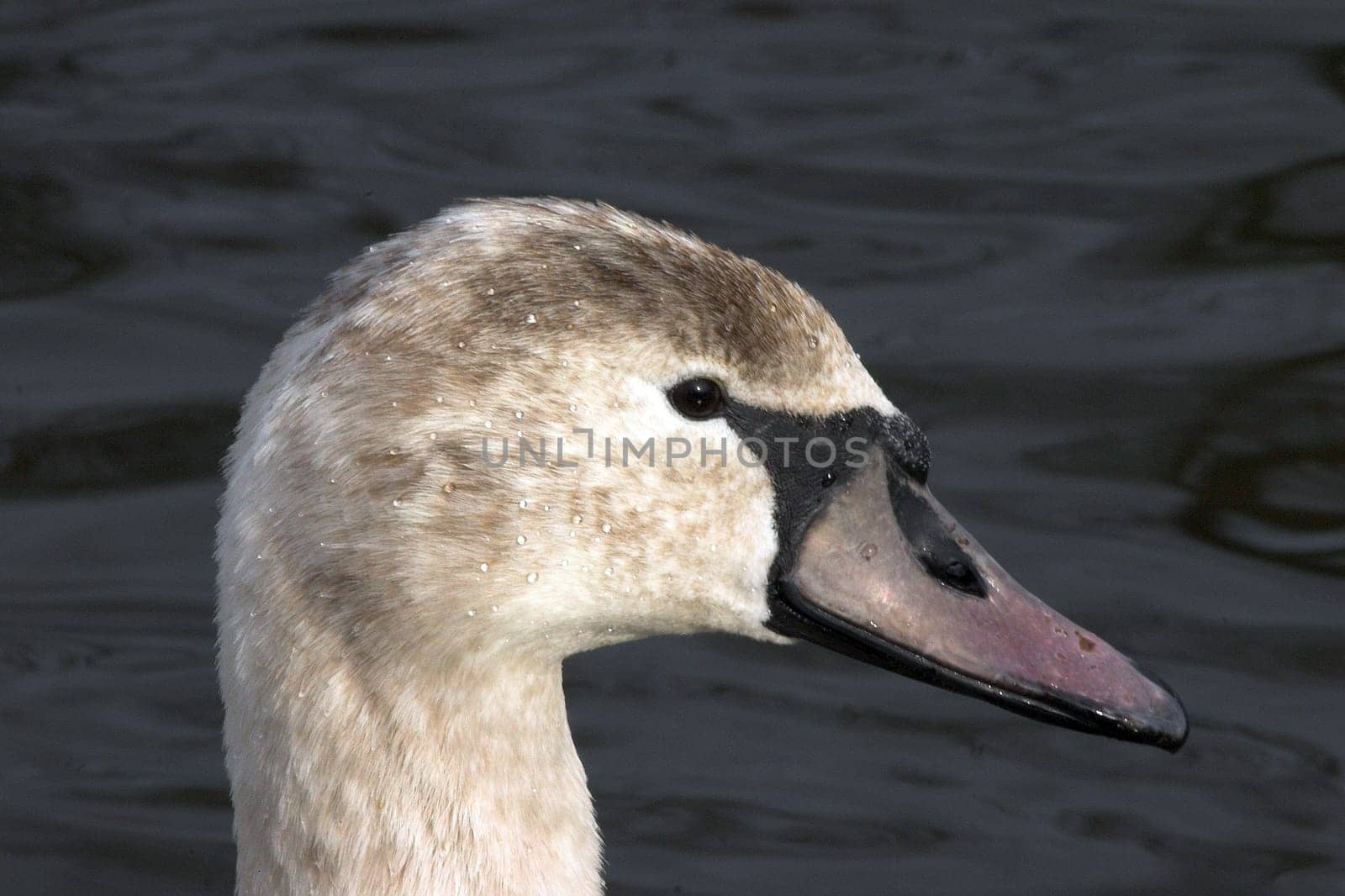 Teen Swan