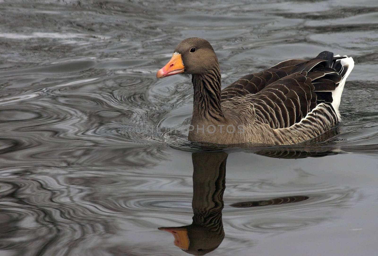 and another goose