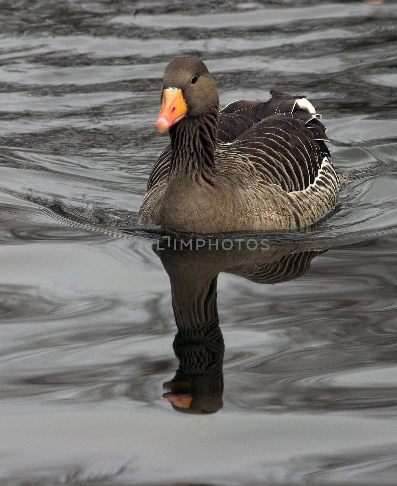 Wild goose