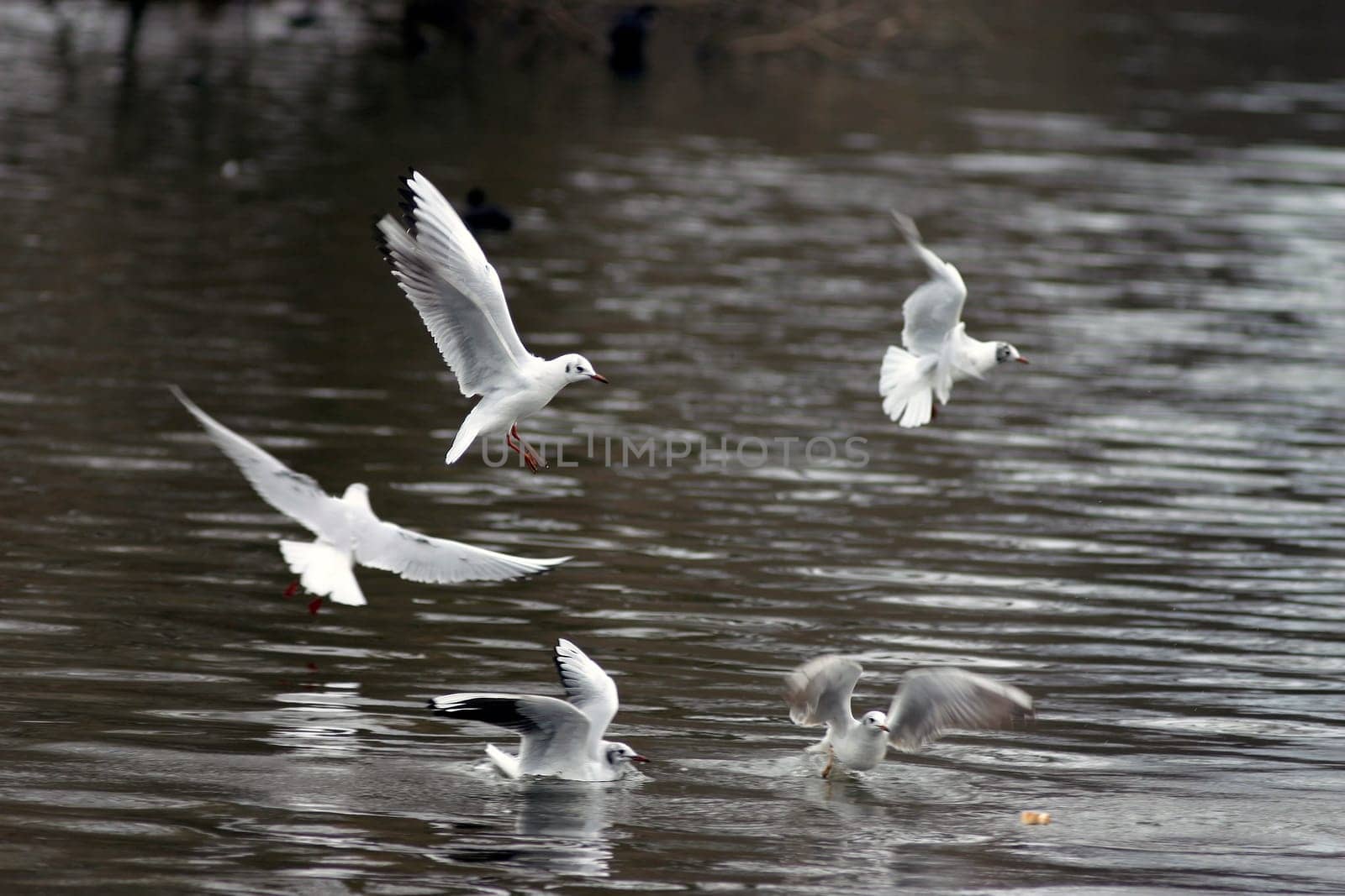 Water and Air Ballet