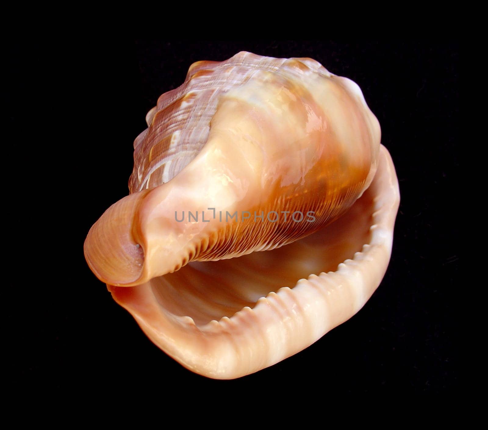 Snail