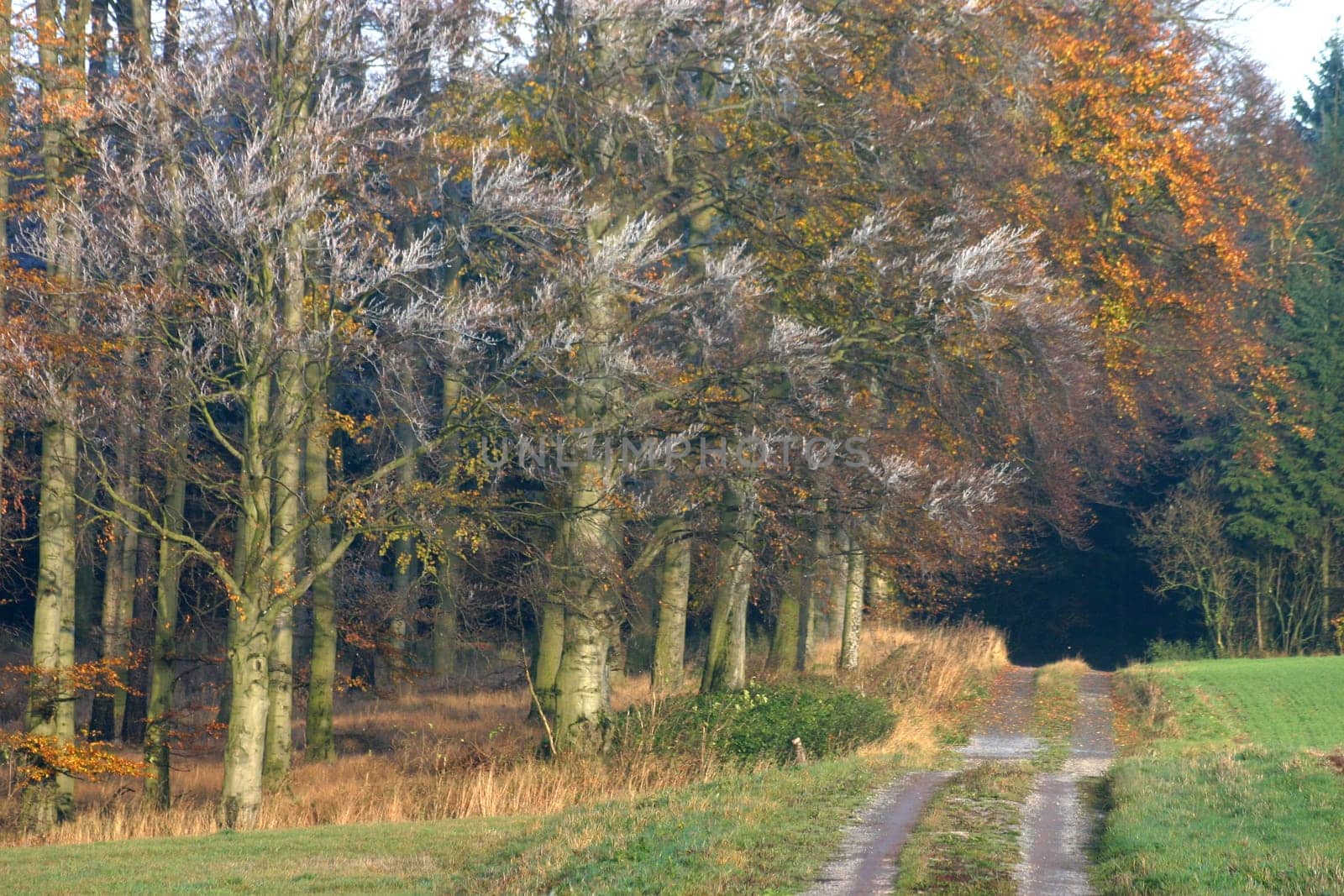 Forest path in early winter