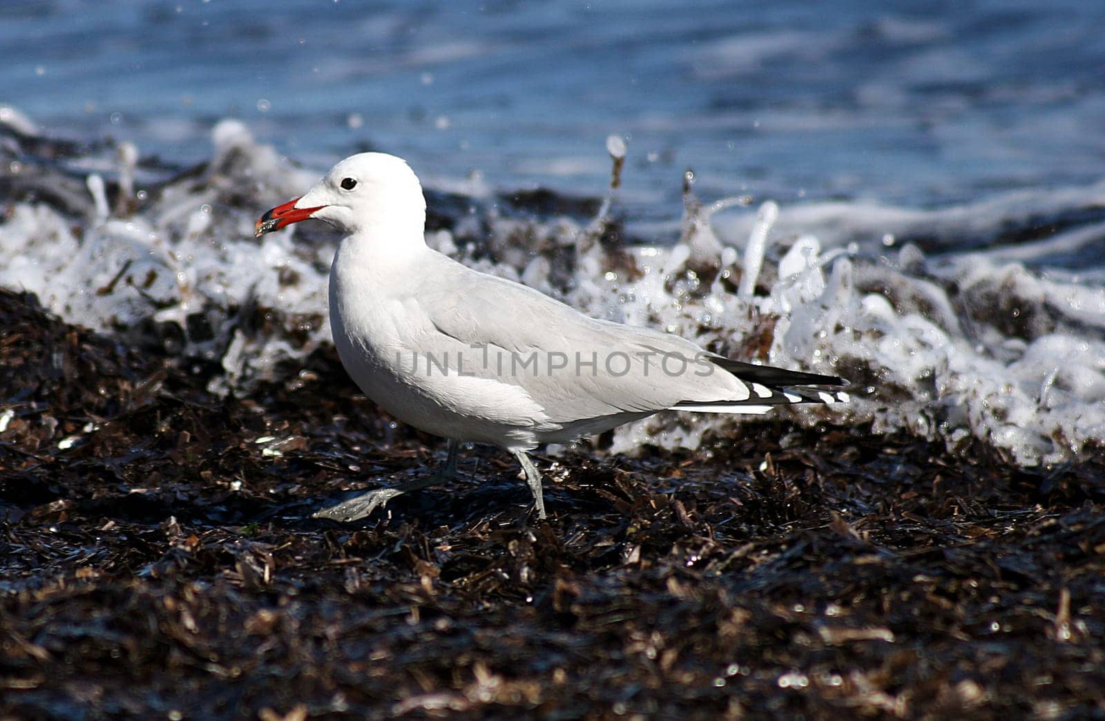 Seagull,photographed in Mallorca