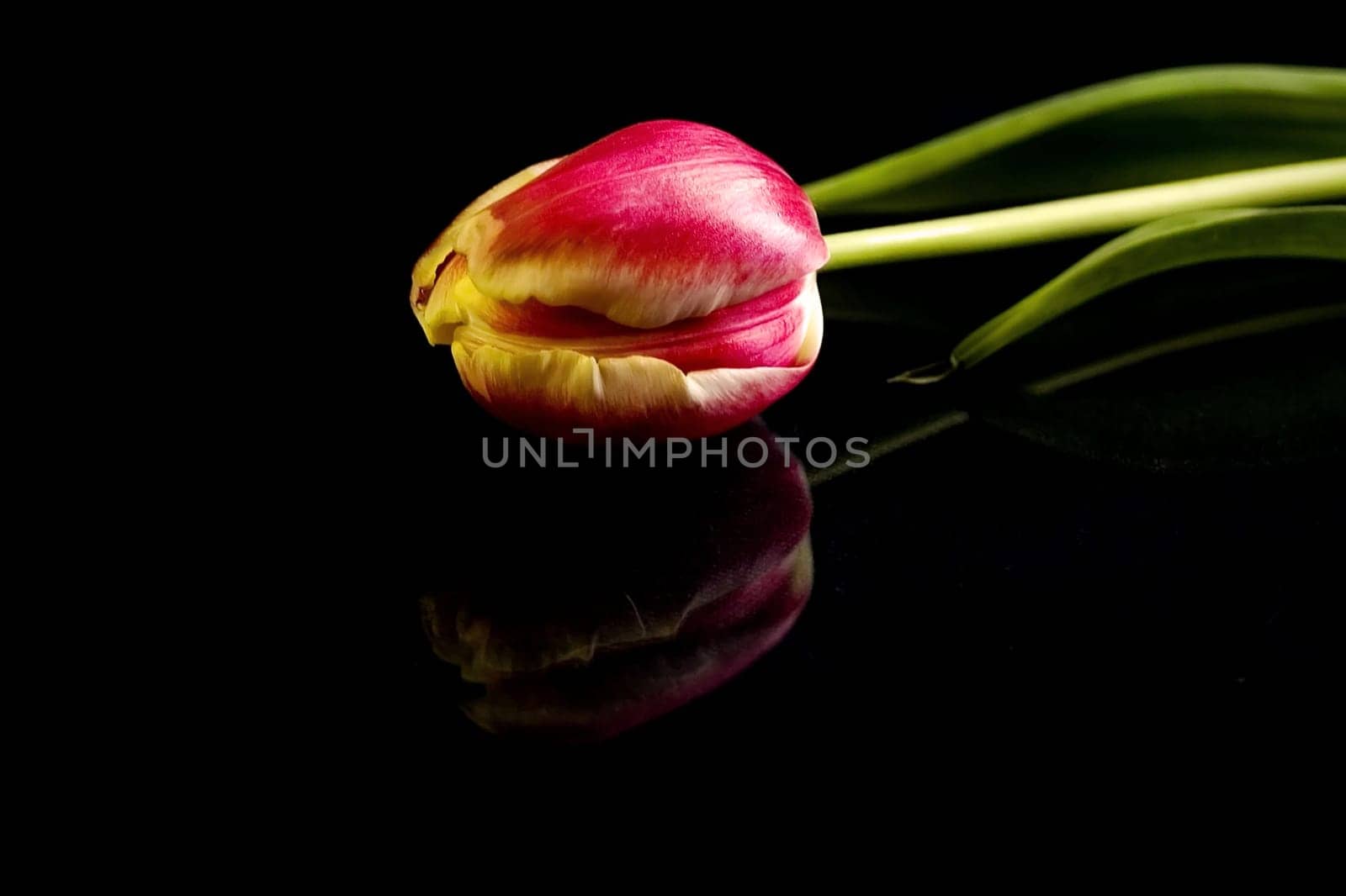 Tulip