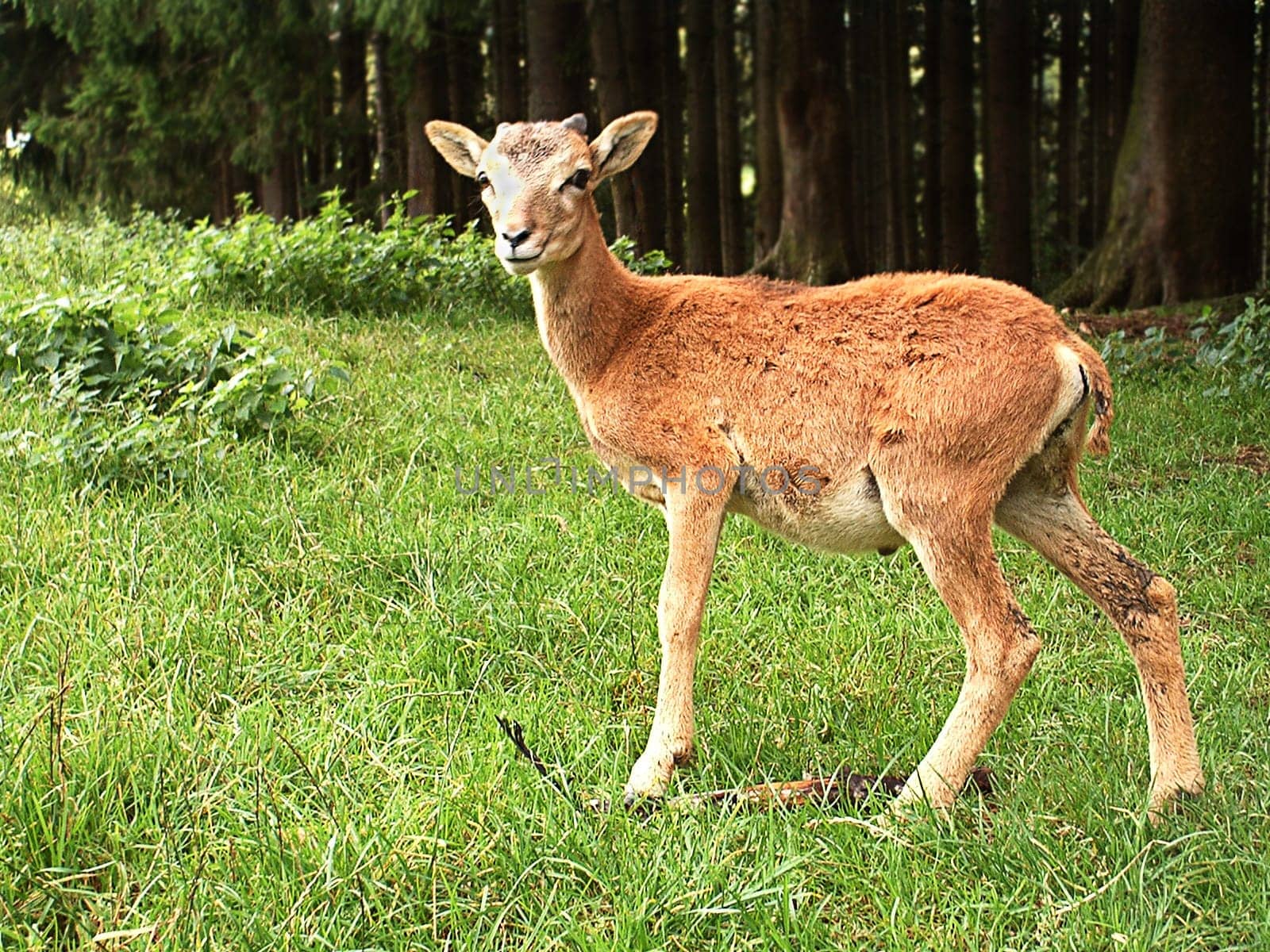 Mouflon - Wild Sheep