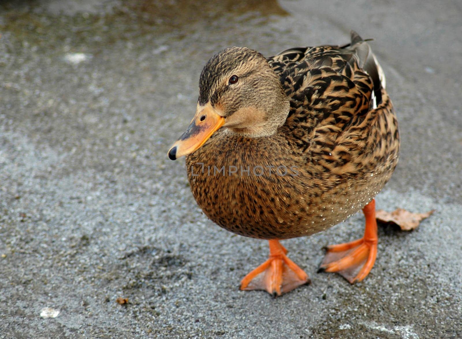 Duck