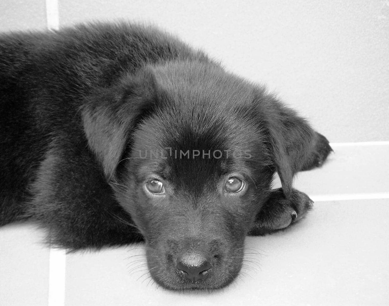 Puppy