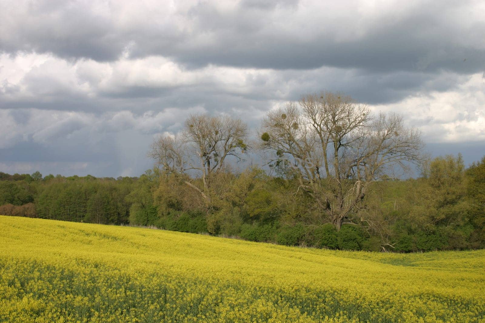 Thunderstorm sky over blooming rapeseed field