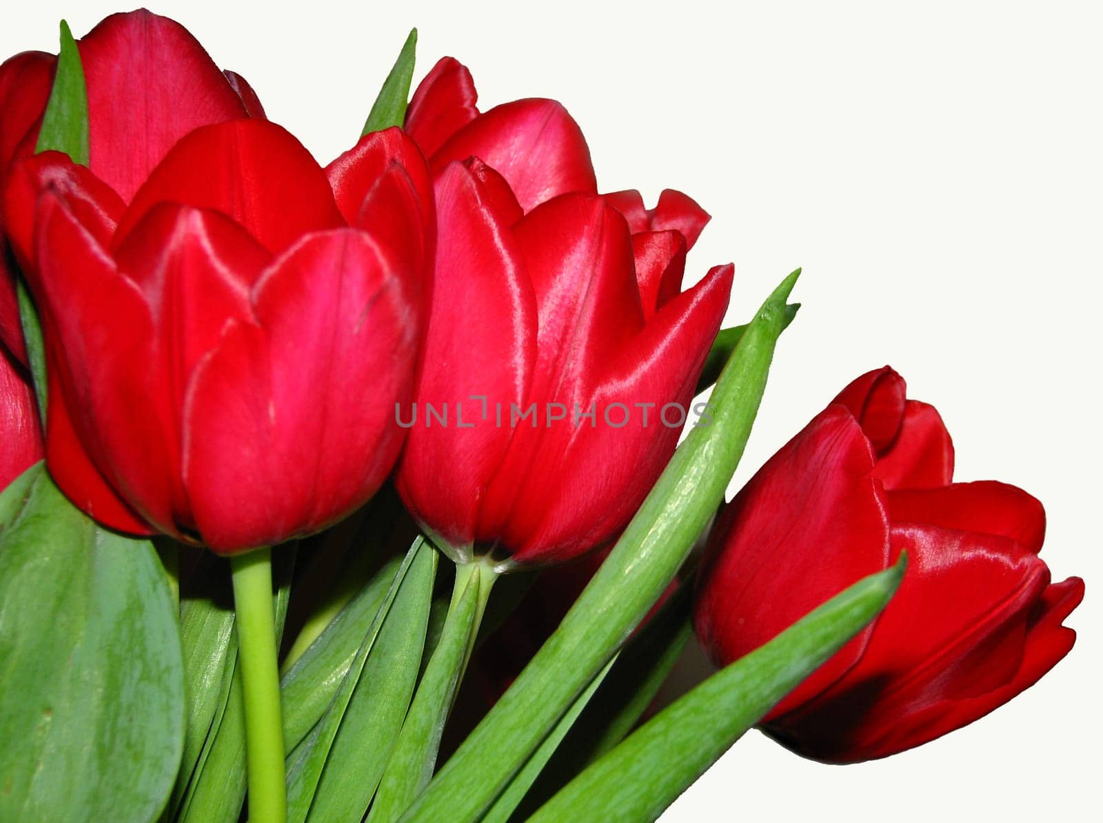 Spring sends its regards,at the moment only in the living room.