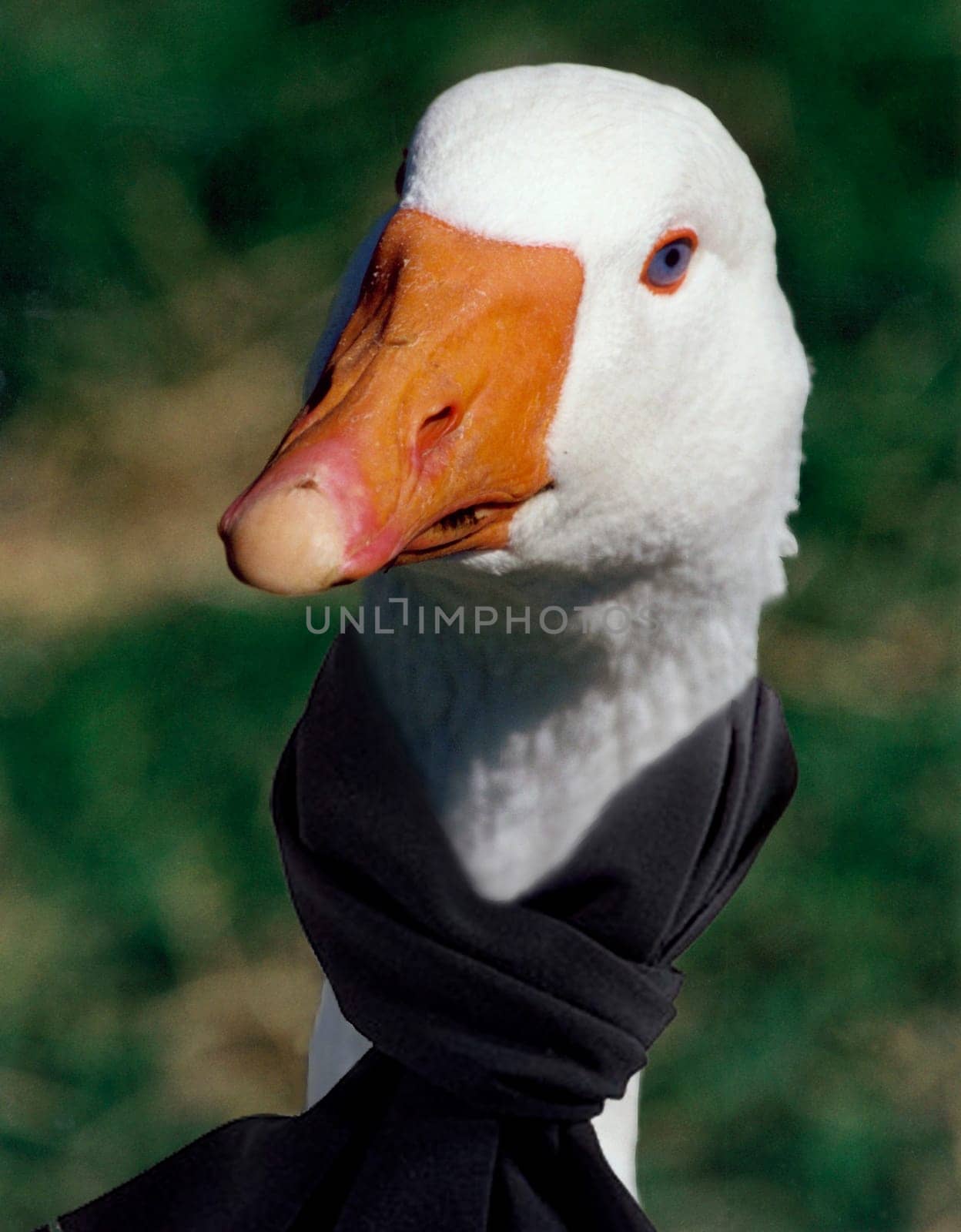 Avian influenza