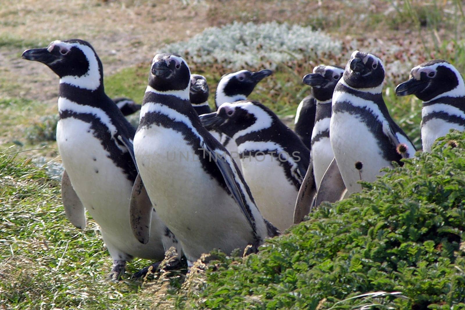 Magellanic Penguins