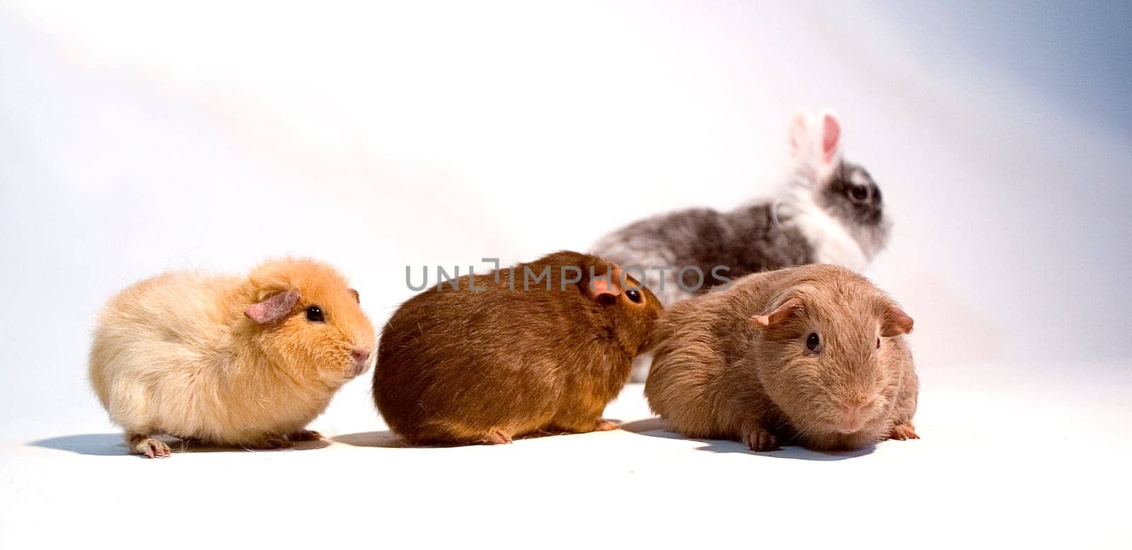 Ayla,Nuts,Kiara and Jazzpants
