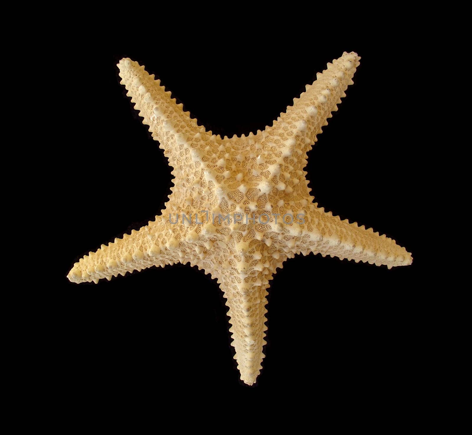 Starfish