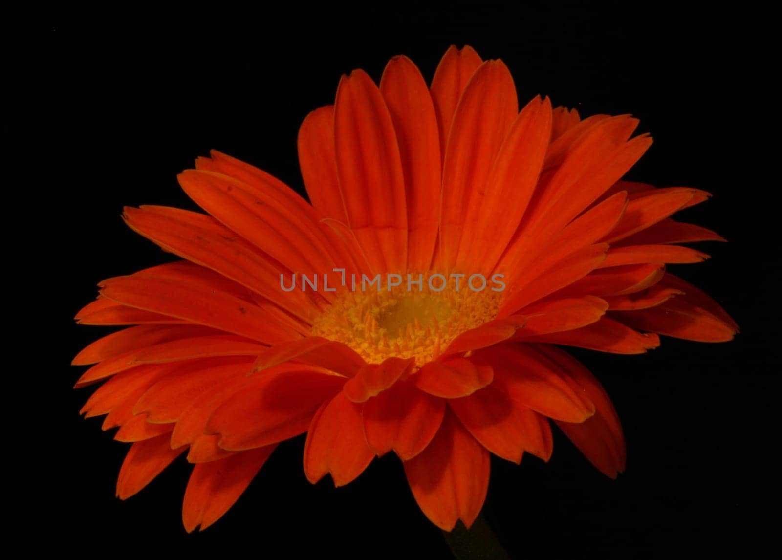 At Damasius' request,I uploaded another gerbera with better illumination. Greeting Bea