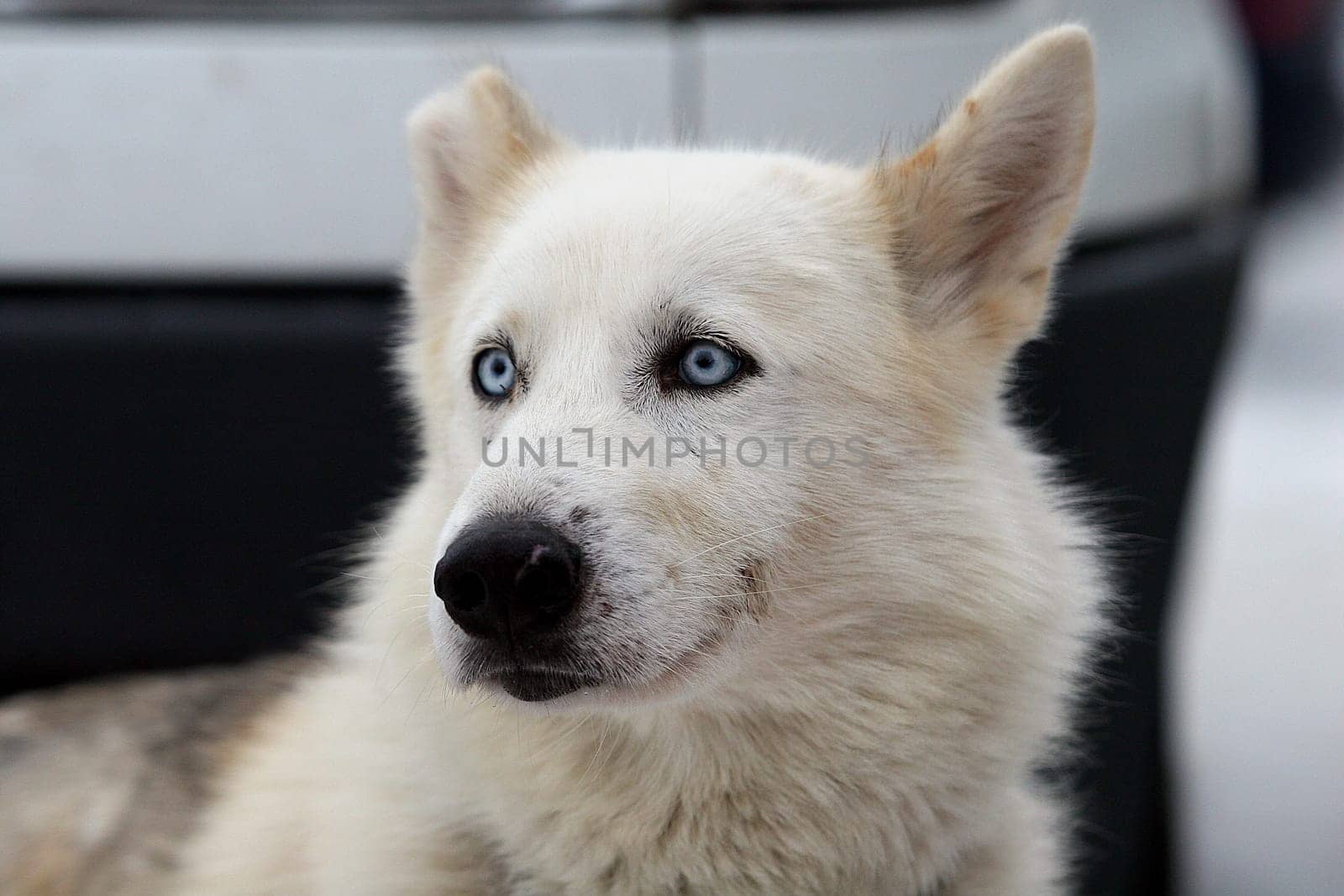 Husky