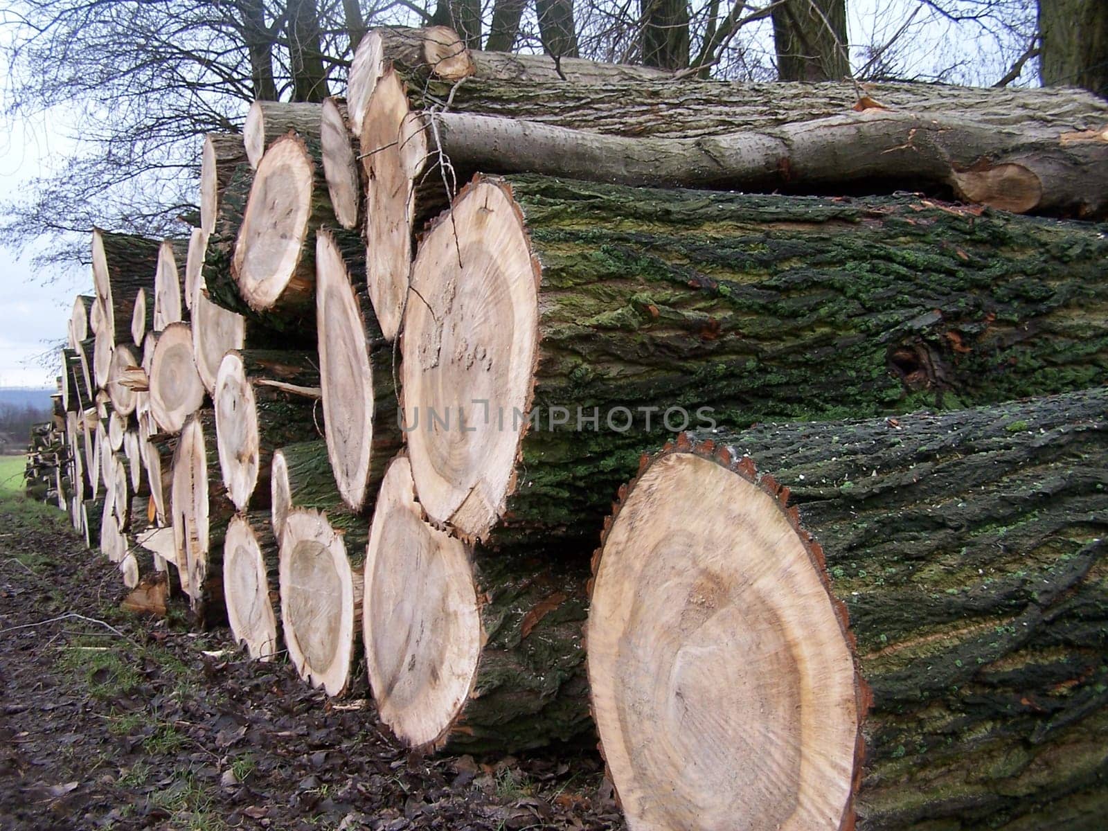Logs