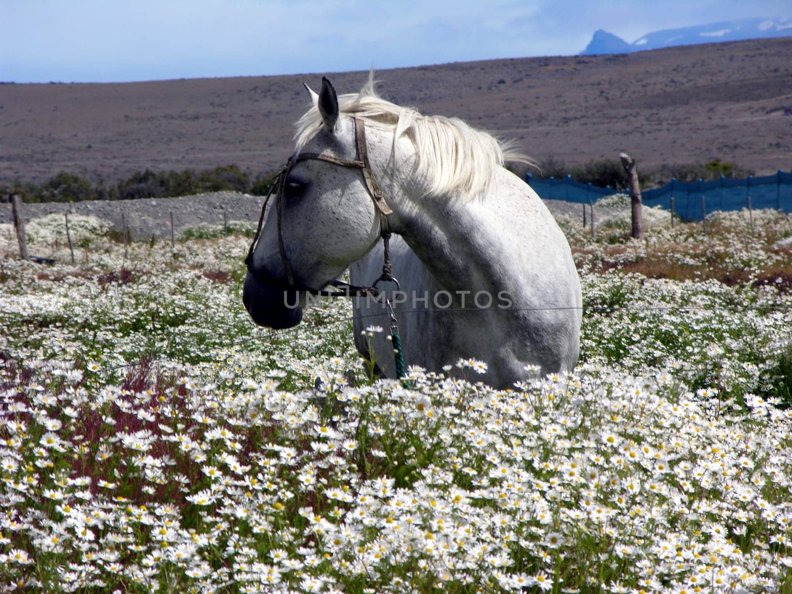 Marguerite Horse
