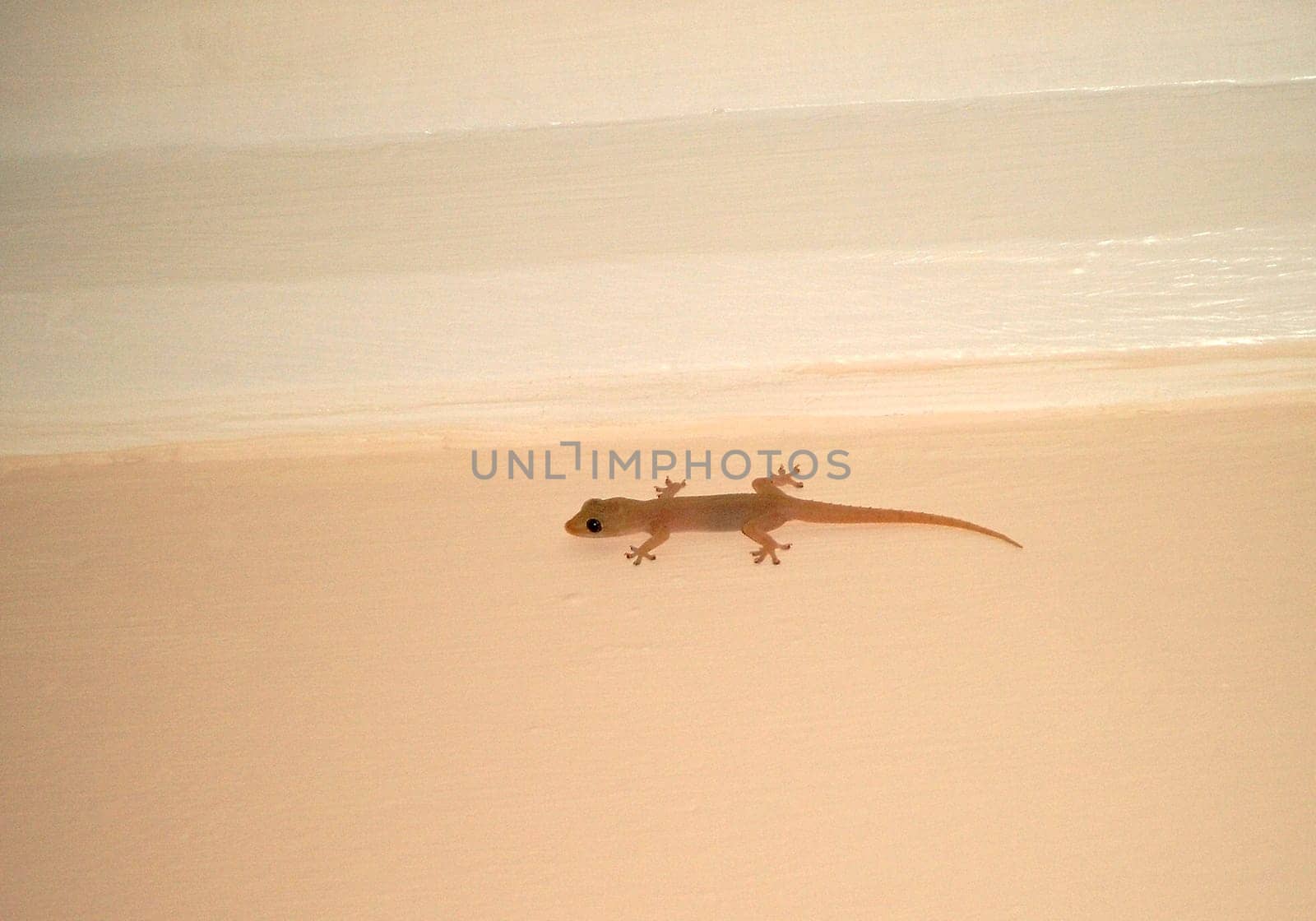 Gecko