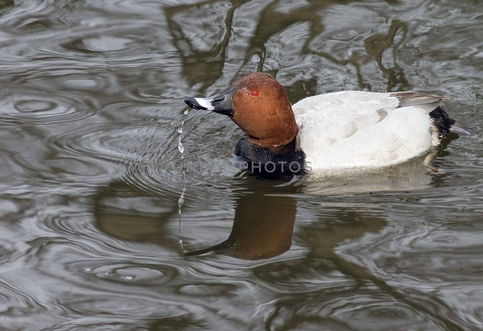 Water-wide-spitting