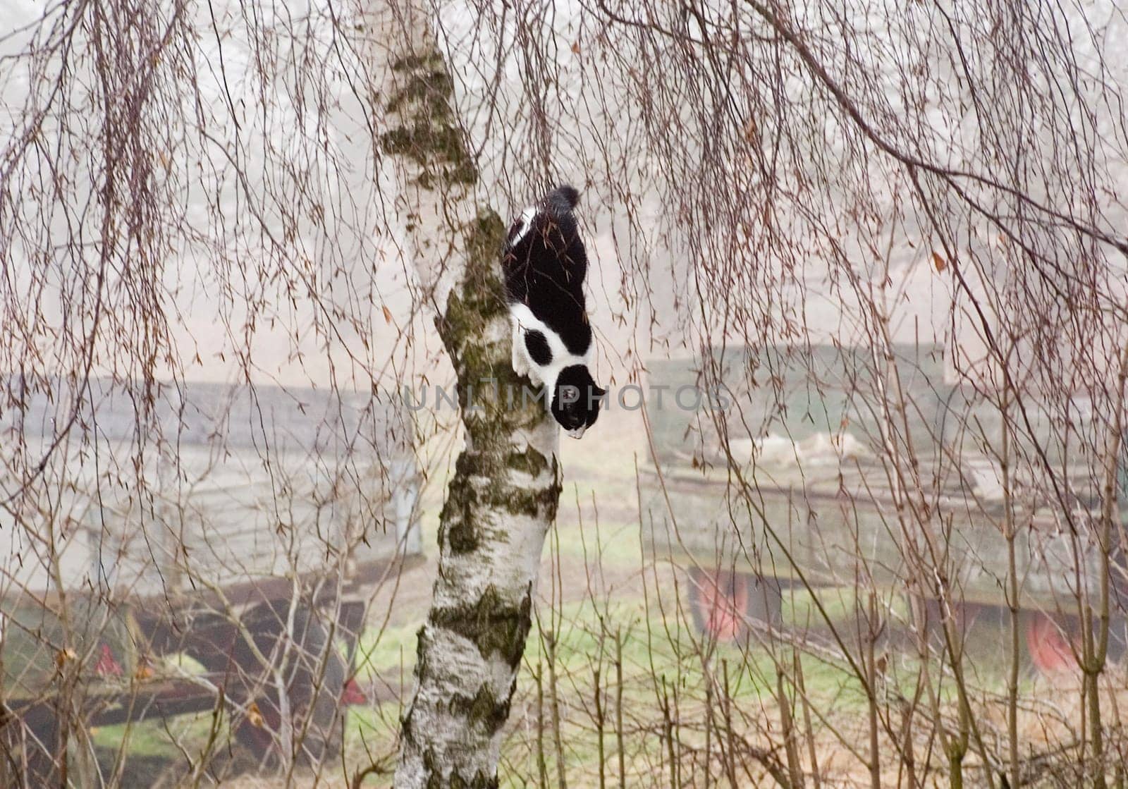 Julla on a tree tour