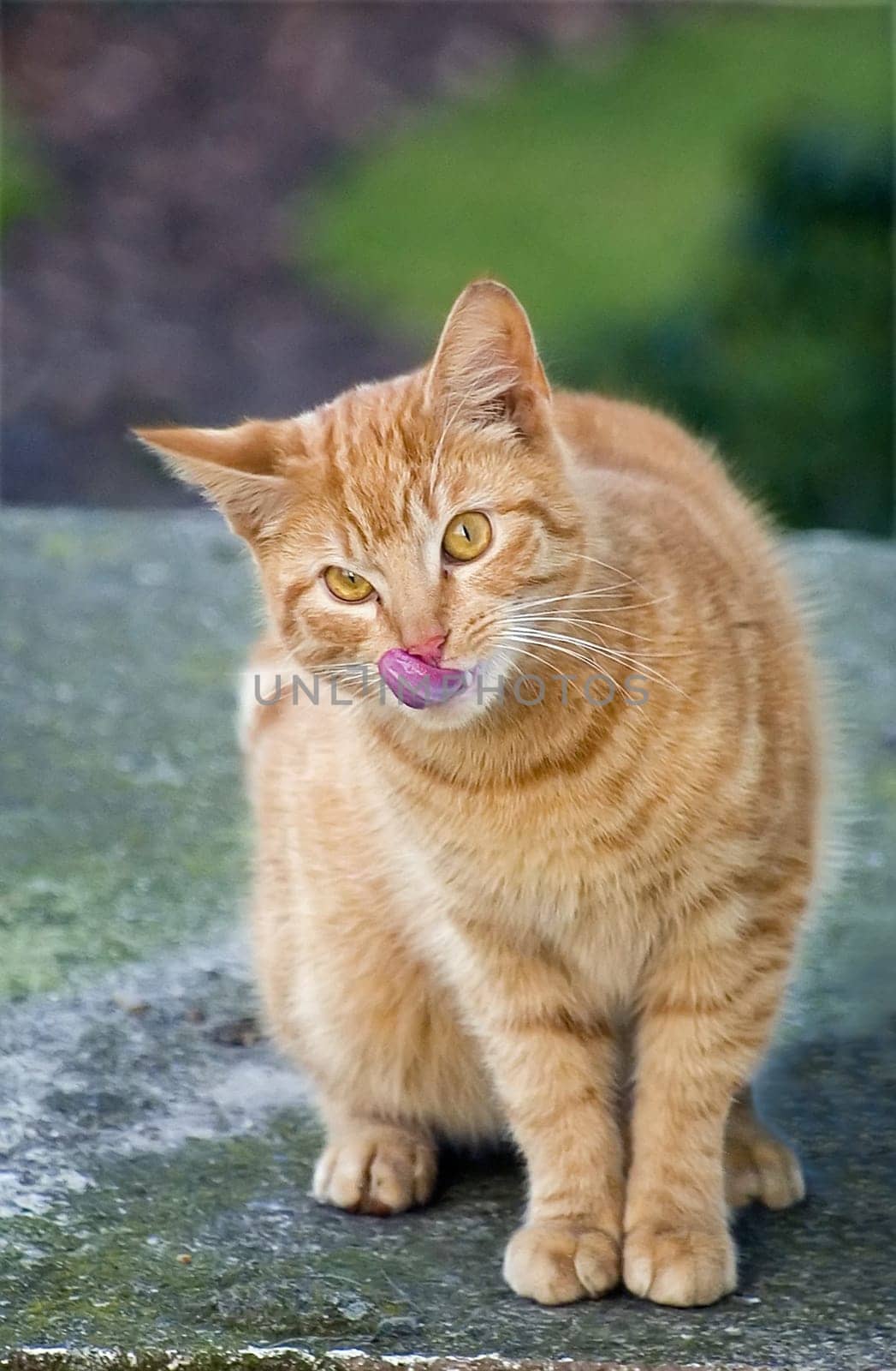 Hagen licks his mouth after a piece of cooked meat. (Edit)