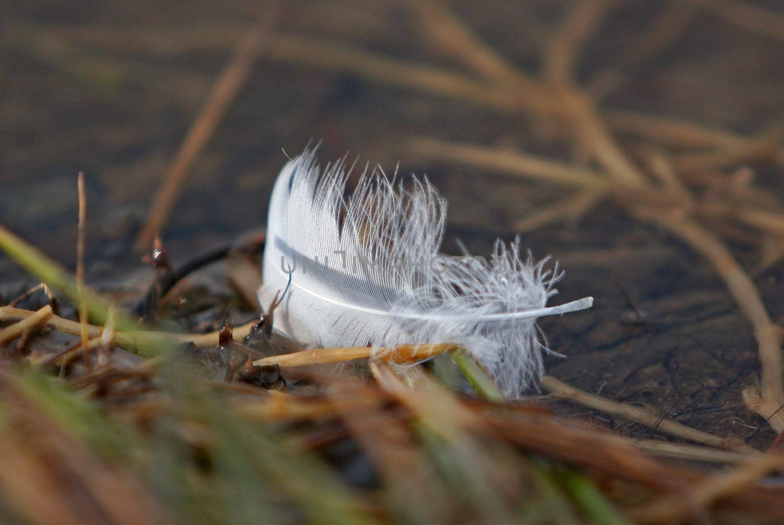 I had planned to photograph the swans on our lake,but they had all flown out. only the feather was still there...