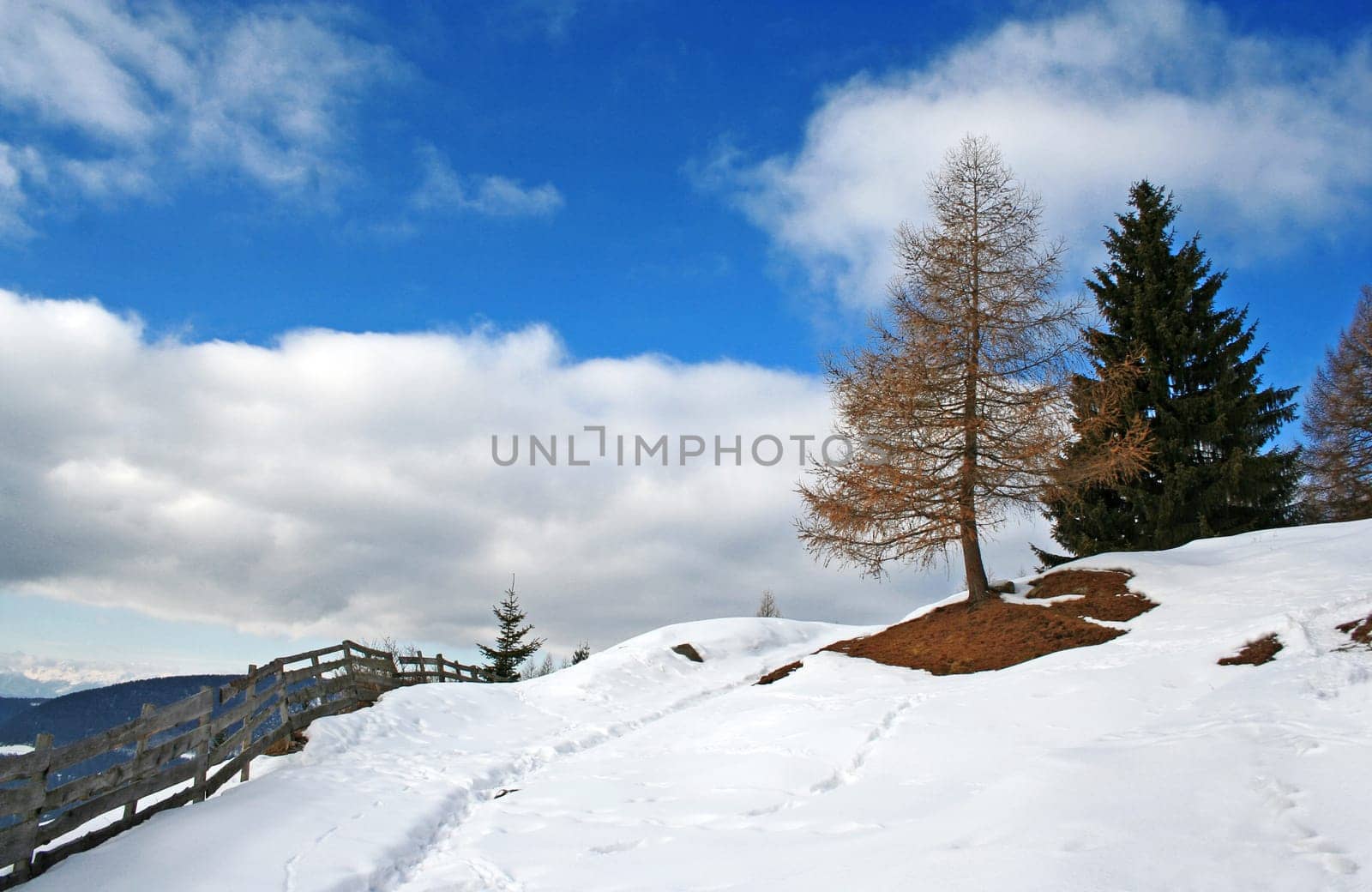 Larch