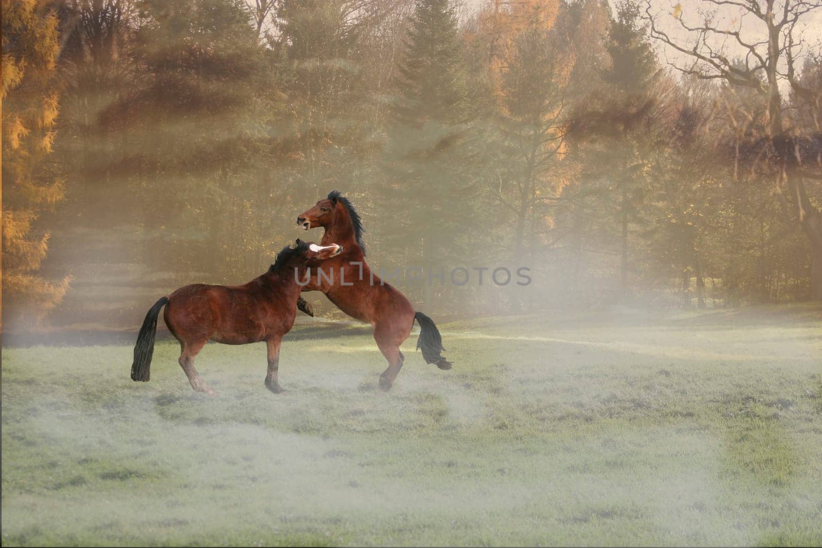 I've tried my hand at fog,but somehow I can't get it right I need your tips on how to insert fog into the picture.