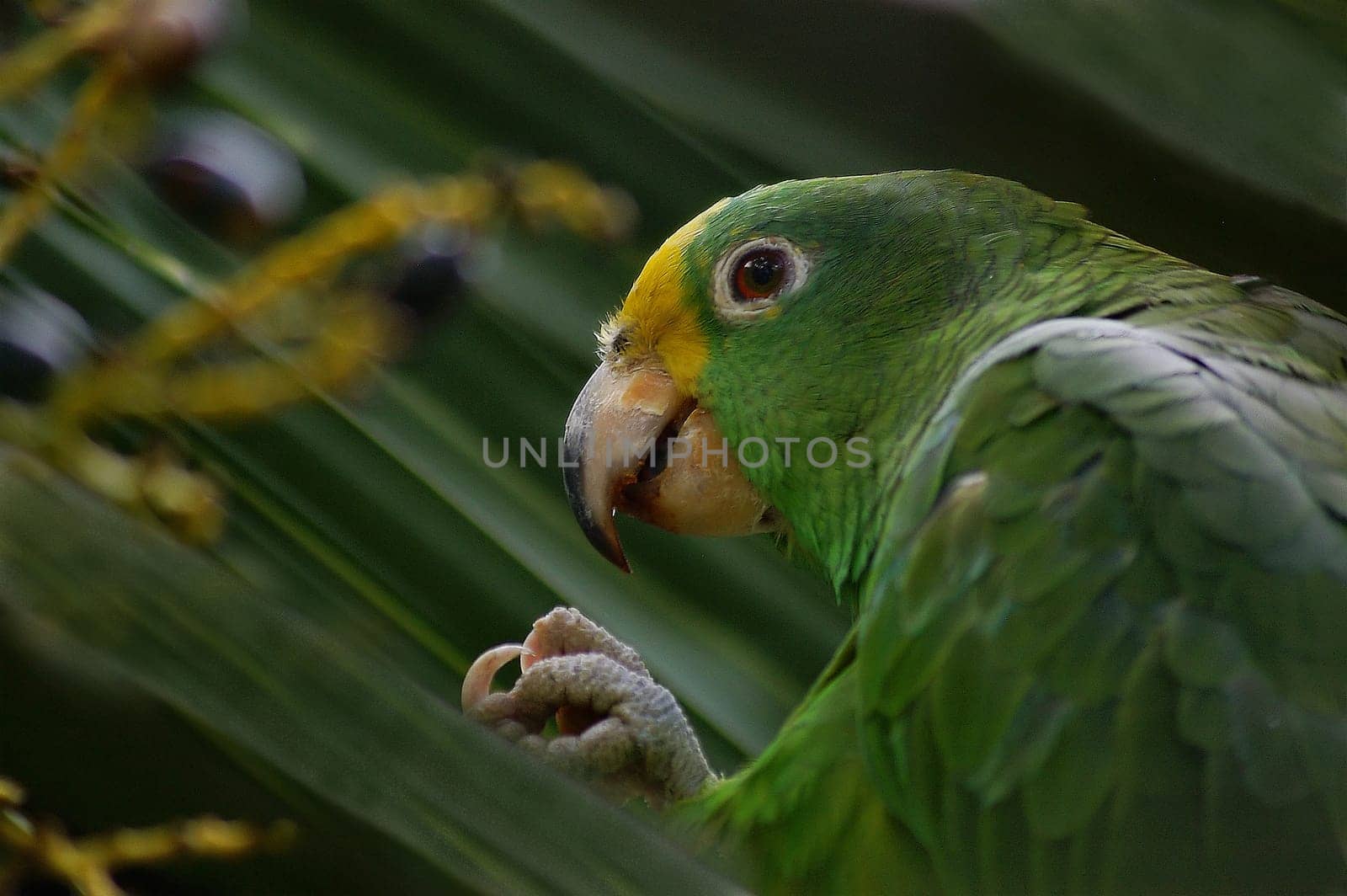 Wildlife