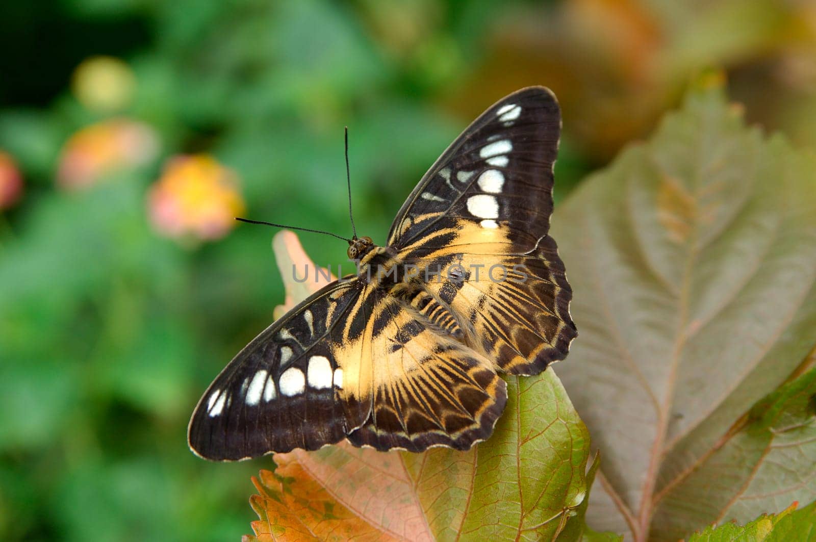 Sailor,(Parthenos sylvia)