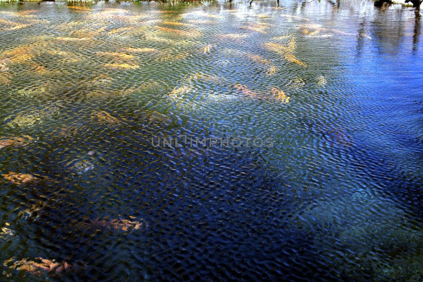 Interesting abstract pattern,created by a sudden wind.