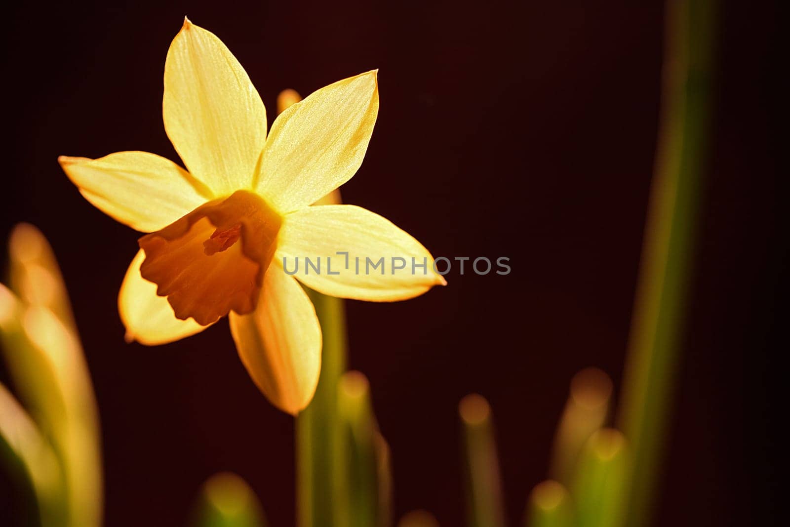 Narcissus