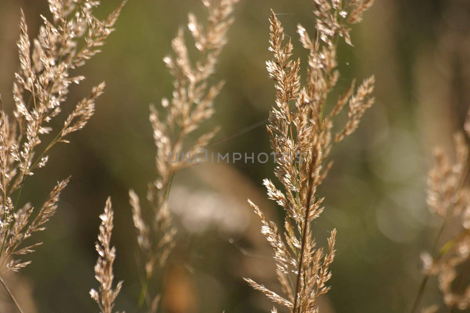 Golden grasses in backlight