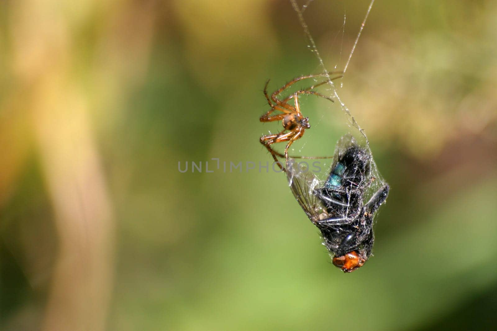 Spider with wrapped fly
